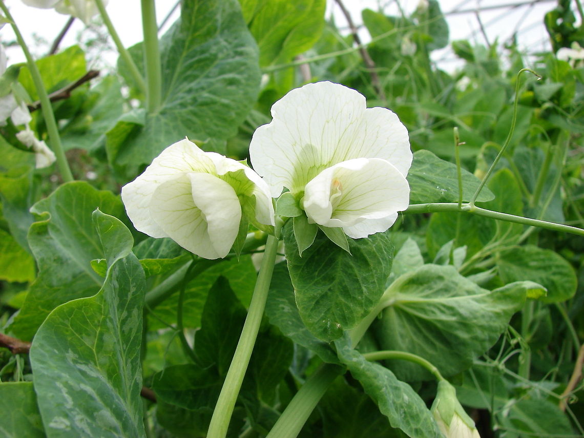 Pea Bloom (Leguminosae) Restaurants sometimes use peas shoots for finishing off the look of a dish, they really do taste like peas! Flowers,Geotagged,Pea,Pisum sativum,United Kingdom