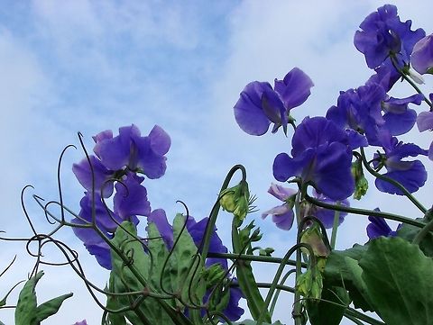Sweet Pea (Lathyrus odoratus) I had taken a few photos of a couple of things before this then realised I had the camera on the wrong setting, while fiddling I found another setting I had not used before - I love the sharpness and colour of these Sweet Peas :) Flowers,Geotagged,Lathyrus odoratus,Sweet pea,United Kingdom
