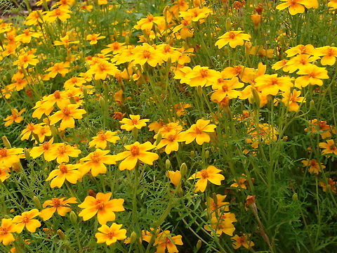 Tagetes (tenuifolia) We plant these around the tomato plants to deter pests! Due to antibacterial thiophenes exuded by the roots, tagetes should not be planted near any legume crop. Flowers,Geotagged,Tagetes tenuifolia,United Kingdom