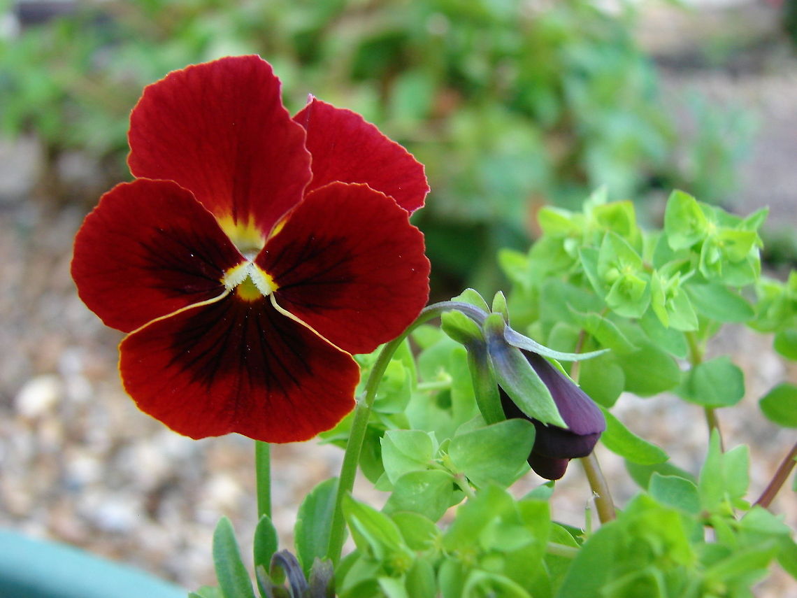 Pansy (Violaceae)  Flowers,Geotagged,Pansy,United Kingdom,Viola tricolor subsp. hortensis