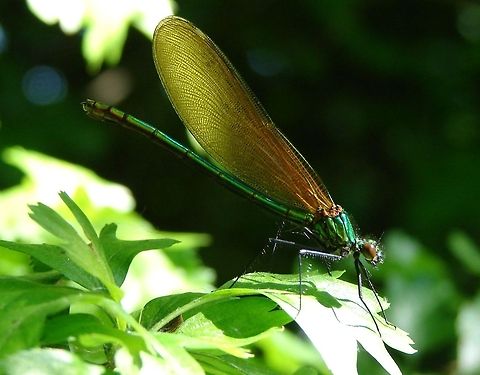 Beautiful Demoiselle Damselfly (Calopteryx virgo) Female  Banded Demoiselle,Calopteryx splendens,Geotagged,Insects,United Kingdom,flying insects