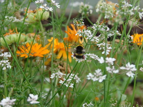 Bumblebee (Bombus terrestris) Not the sharpest photo but wanted to show the intriguing pink coloured pollen sacs! Bees,Bombus terrestris,Bumble Bees,Geotagged,Insects,United Kingdom,bumblebee,flying insects