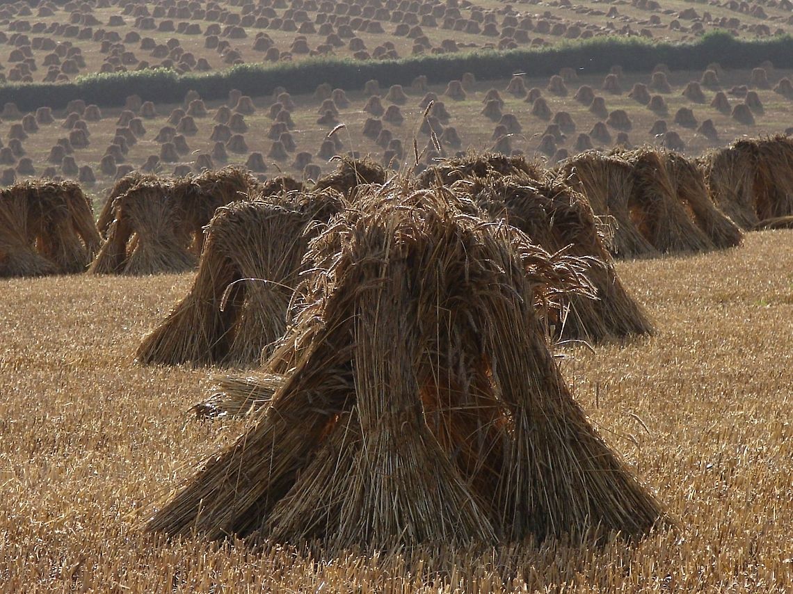 Wheatsheaf (Triticum aestivum) Fields and fields of wheatsheafs, a sight for sore eyes!<br />
 Common wheat or bread wheat,Crops,Geotagged,Triticum aestivum,United Kingdom,Wheatsheaf