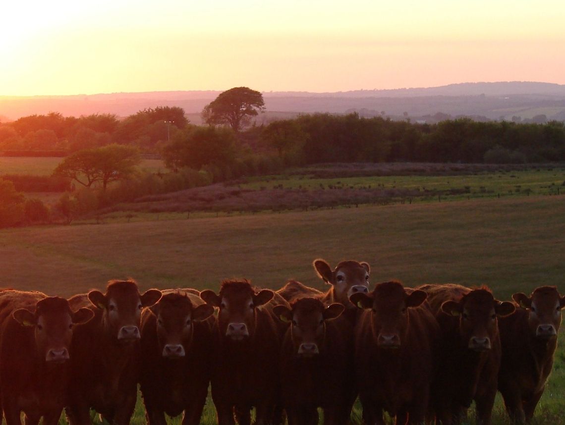 Brown Cows in a Field Could be Jersey Cows, any help much appreciated.<br />
<br />
I was trying to get a photo of the sunset but the cows were just too curious (as they are) and decided to get in on the shot. It looks like the one at the back definitely does not want to miss out! Bos primigenius indicus,Bos primigenius taurus,Cattle,Cows,Geotagged,United Kingdom
