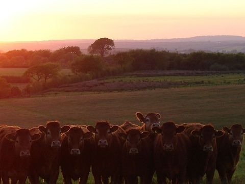 Brown Cows in a Field Could be Jersey Cows, any help much appreciated.

I was trying to get a photo of the sunset but the cows were just too curious (as they are) and decided to get in on the shot. It looks like the one at the back definitely does not want to miss out! Bos primigenius indicus,Bos primigenius taurus,Cattle,Cows,Geotagged,United Kingdom