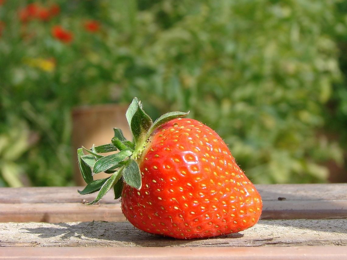 Strawberry (Fragaria × ananassa)  Fragaria  × ananassa,Fruit,Garden strawberry,Geotagged,United Kingdom