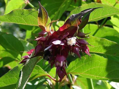 Himalayan Honeysuckle (Leycesteria, Pheasant Berry) Photo quality not great but there is the added bonus of  a bumblebee! Flowers,Geotagged,Himalayan Honeysuckle,Leycesteria formosa,United Kingdom