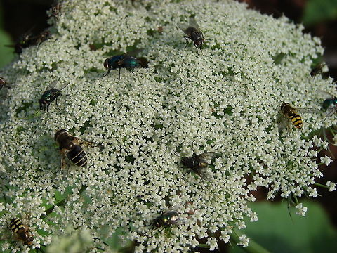 Hoverfly (Eristalis interruptus) and other insects on Carrot Flower The carrot flower attracts many insects includiing, flies, hoverflies and bees Eristalis interruptus,Eristalis nemorum,Geotagged,Orange-spined Drone Fly,United Kingdom