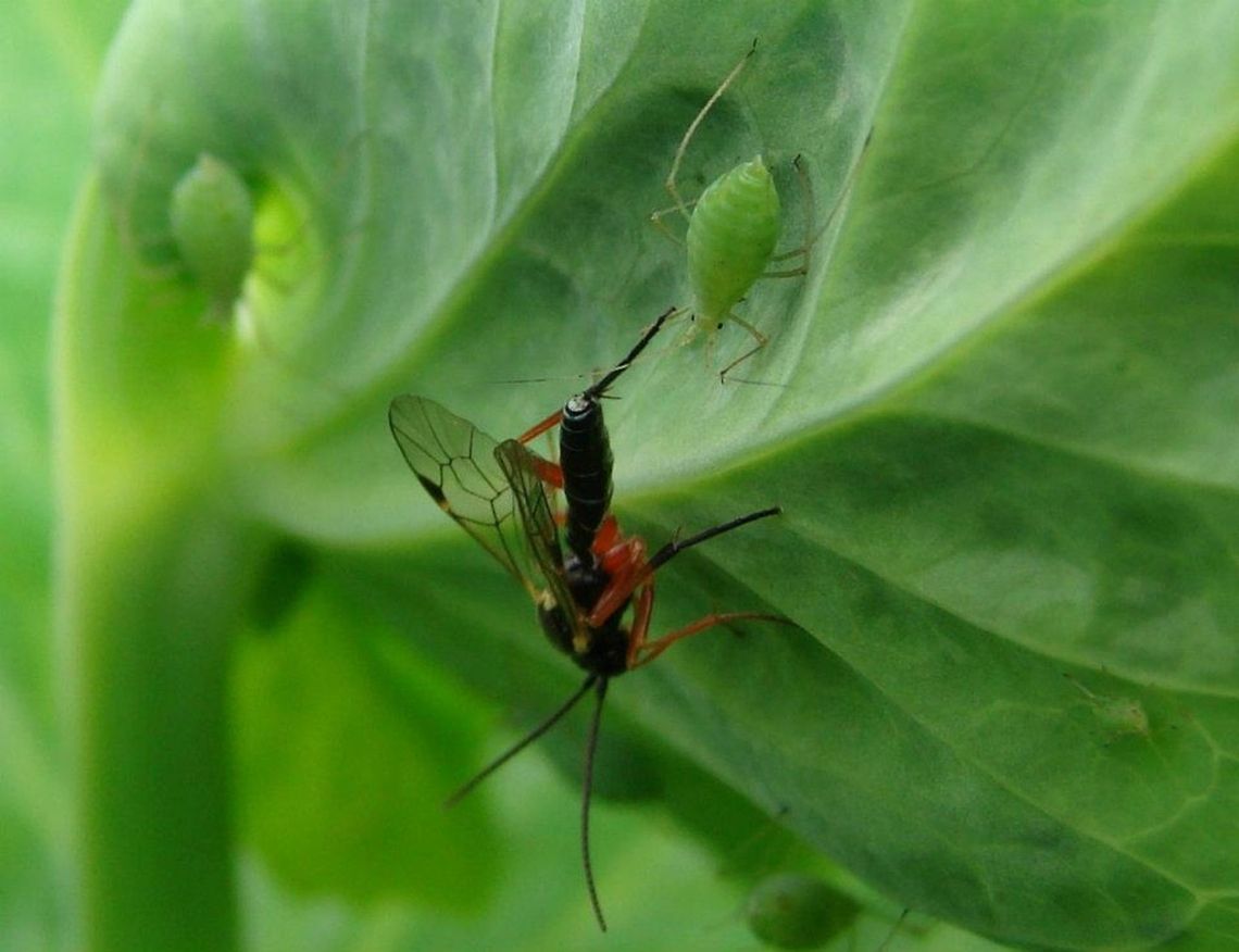 Predatory Wasp - Hymenoptera Parasitic and predatory arthropods often prevent plants from being severely damaged by killing herbivores as they feed on the plants. This is a leaf of a pepper plant.<br />
<br />
The Hymenoptera are one of the largest orders of insects, comprising the sawflies, wasps, bees and ants. Over 130,000 species are recognized, with many more remaining to be described. The name refers to the wings of the insects, and is derived from the Ancient Greek ὑμήν (hymen): membrane and πτερόν (pteron): wing. The hind wings are connected to the fore wings by a series of hooks called hamuli.<br />
<br />
Females typically have a special ovipositor for inserting eggs into hosts or otherwise inaccessible places. The ovipositor is often modified into a stinger. The young develop through complete metamorphosis — that is, they have a worm-like larval stage and an inactive pupal stage before they mature (See holometabolism). Geotagged,United Kingdom