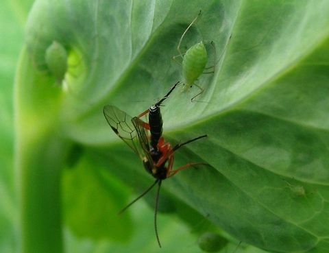 Predatory Wasp - Hymenoptera  Parasitic and predatory arthropods often prevent plants from being severely damaged by killing herbivores as they feed on the plants. This is a leaf of a pepper plant.

The Hymenoptera are one of the largest orders of insects, comprising the sawflies, wasps, bees and ants. Over 130,000 species are recognized, with many more remaining to be described. The name refers to the wings of the insects, and is derived from the Ancient Greek ὑμήν (hymen): membrane and πτερόν (pteron): wing. The hind wings are connected to the fore wings by a series of hooks called hamuli.

Females typically have a special ovipositor for inserting eggs into hosts or otherwise inaccessible places. The ovipositor is often modified into a stinger. The young develop through complete metamorphosis — that is, they have a worm-like larval stage and an inactive pupal stage before they mature (See holometabolism). Geotagged,United Kingdom