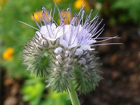 Phacelia (Tanacetifolia) Nectar-rich flowers, which open in sequence, giving a long flowering period. attracting pollinators such as honey bees and hoverflies that eat aphids and other pests.  Flowers,Geotagged,Phacelia tanacetifolia,United Kingdom
