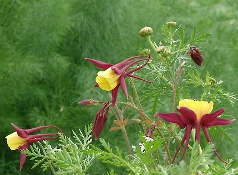 Aquilegia (Haylodgensis) Also known as Colombine, this particular one 'Rot Gold'. This species and various hybrids derived from it are popular garden flowers, available in a variety of single colours and bi-colours, in single and double forms. Aquilegia haylodgensis,Aquilegia vulgaris,European Columbine,Flowers,Geotagged,United Kingdom