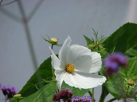 Cosmos 'Purity' (Cosmos bipinnatus) This is an absolutely stunning flower, it outside one of the polytunnels at work :) Asterales,Cosmos bipinnatus,Flowers,Geotagged,United Kingdom