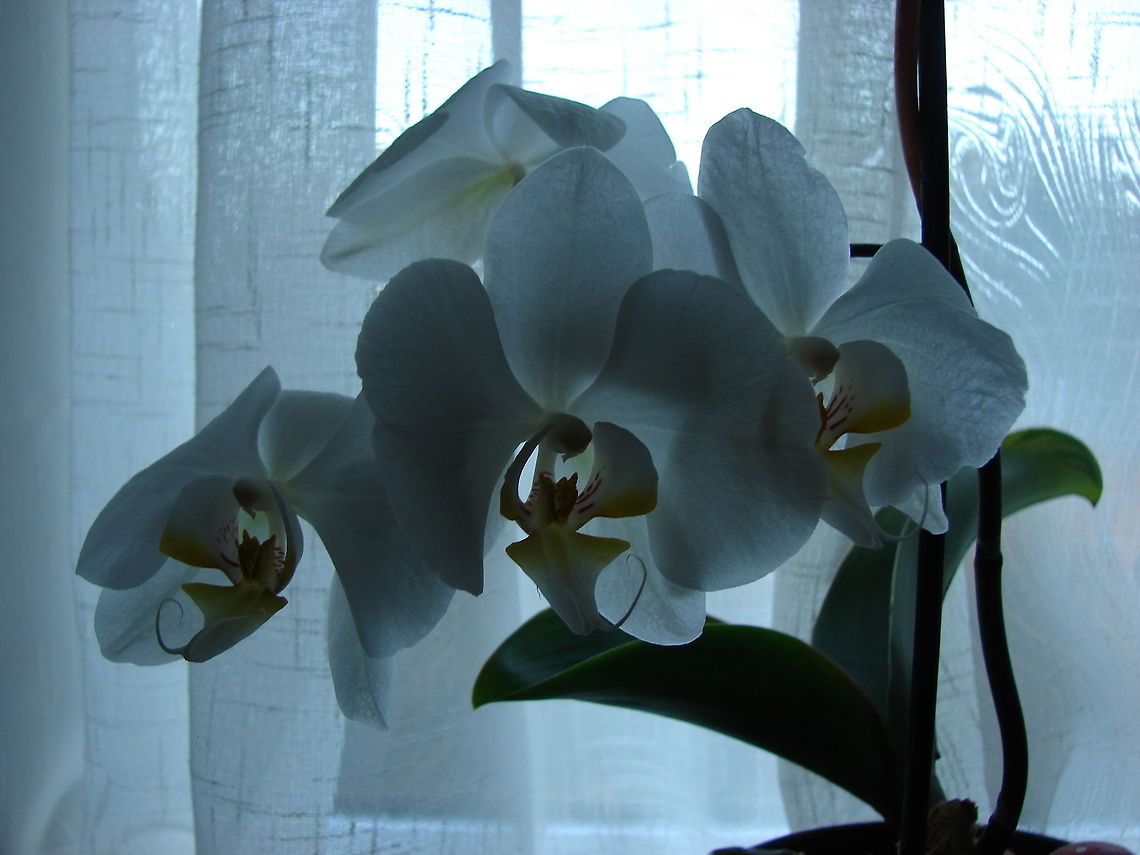 White Ornamental Orchid The photo may not appeal to everyone but I love the moodiness of it. The poor plant is not tended by me very well yet time after time it produces these wonderful flowers.  Flowers,Geotagged,Orchids,Phalaenopsis amabilis,United Kingdom