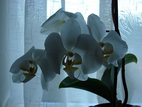 White Ornamental Orchid The photo may not appeal to everyone but I love the moodiness of it. The poor plant is not tended by me very well yet time after time it produces these wonderful flowers.  Flowers,Geotagged,Orchids,Phalaenopsis amabilis,United Kingdom