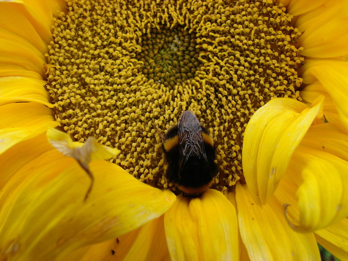 Queen Buff-tailed Bumblebee (Bombus terrestris) PHOTO 1 of 2:  I believe this to be a Queen but do know this species can be large anyway!, She stayed on this sunflower for a long time. At first I thought she was dead but on closer inspection there was slight movement. Out of curiosity I went back again this morning and she was on the same sun flower but I had a shock, which you will see in the next photo. I hope someone can help to identify the problem!  Bombus terrestris,Geotagged,United Kingdom,bumblebee