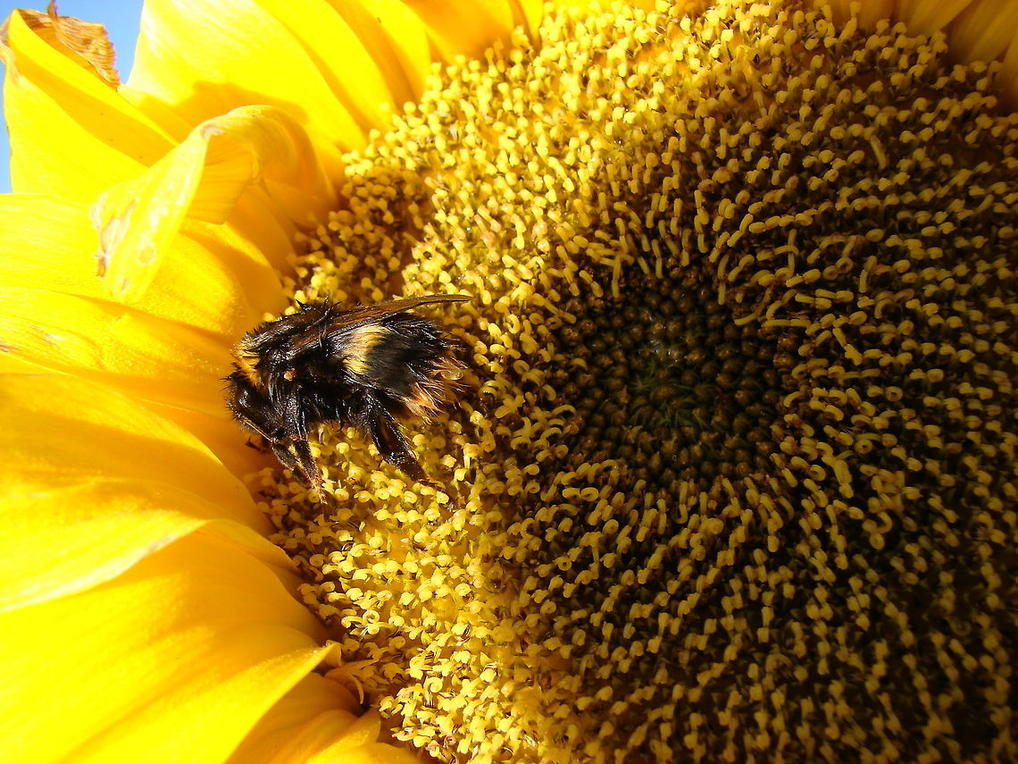 Queen Buff-tailed Bumblebee (Bombus terrestris) PHOTO 2 of 2:  This is the same (what I believe to be Queen) Buff-tailed Bumblebee I posted prior to this photo, just 24 hours later she looked like this, on closer inspection I can see a bug of some sort on her. Her back end was pulsating and she looked really messy. I got very close to her and she was reaching a leg out, eventually she flew off. Please, please can anyone tell me what was happening to her. Is this a case of Bee Mites?  Bombus terrestris,Geotagged,United Kingdom,bumblebee