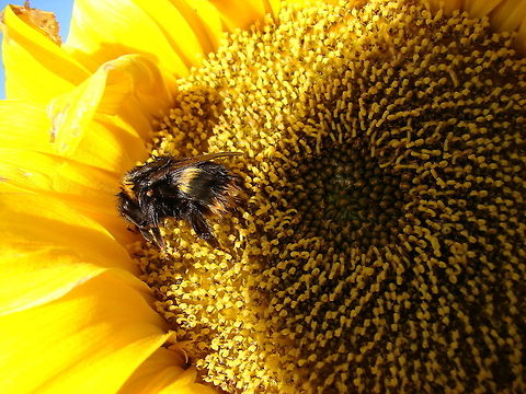 Queen Buff-tailed Bumblebee (Bombus terrestris) PHOTO 2 of 2:  This is the same (what I believe to be Queen) Buff-tailed Bumblebee I posted prior to this photo, just 24 hours later she looked like this, on closer inspection I can see a bug of some sort on her. Her back end was pulsating and she looked really messy. I got very close to her and she was reaching a leg out, eventually she flew off. Please, please can anyone tell me what was happening to her. Is this a case of Bee Mites?  Bombus terrestris,Geotagged,United Kingdom,bumblebee
