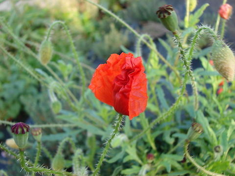 Poppy (Papaver rhoeas) Beautiful texture as the flower begins to open
 Common Poppy,Flowers,Geotagged,Papaver rhoeas,Poppy,United Kingdom