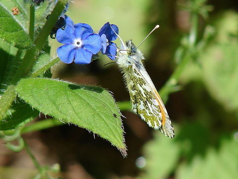 Orange Tip Butterfly (Anthocharis cardamines) This is the male, identified by the orange tip, the female as dark tips and can often be mistaken for other whites. Anthocharis cardamines,Butterfly,Geotagged,United Kingdom,butterflies,orange tip