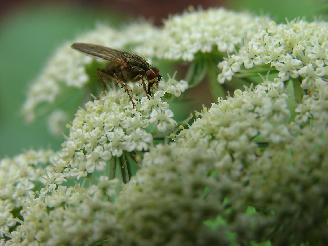 Flesh-fly (Sarcophaga bercaea) This is a flesh-fly on a carrot flower!<br />
 Geotagged,Housefly,Musca domestica,United Kingdom,flies,flying insects