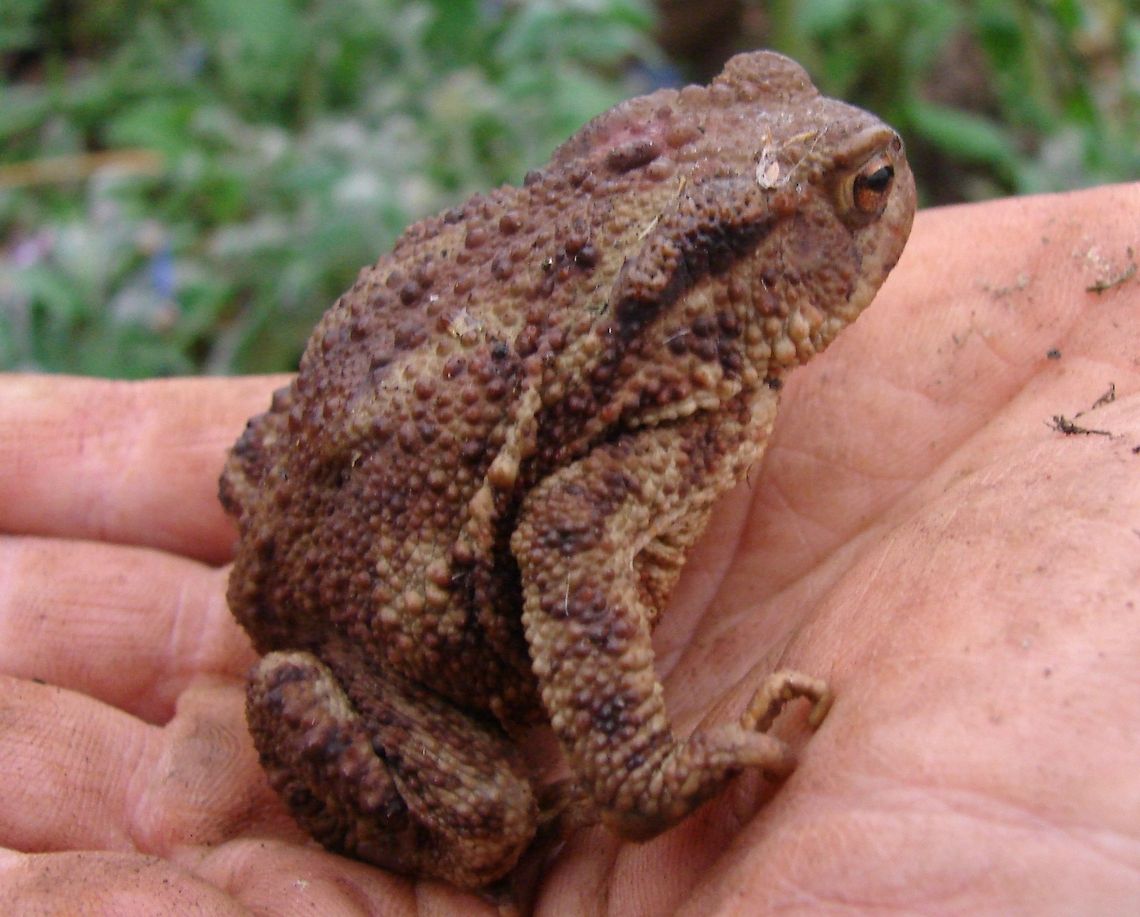 CommonToad (Bufo bufo) Only male common toads croak - this is a useful way of distinguishing males from females. Males will &#039;squeak&#039; if picked up. Toads tend to walk unlike frogs that jump. Males have dark nuptial pads on three inner fingers that are very noticeable in the breeding season. Females are generally larger than males. Length: males up to 8 cm females up to 13 cm. Amphibians,Bufo Bufo,Common toad,Geotagged,United Kingdom,amphibian