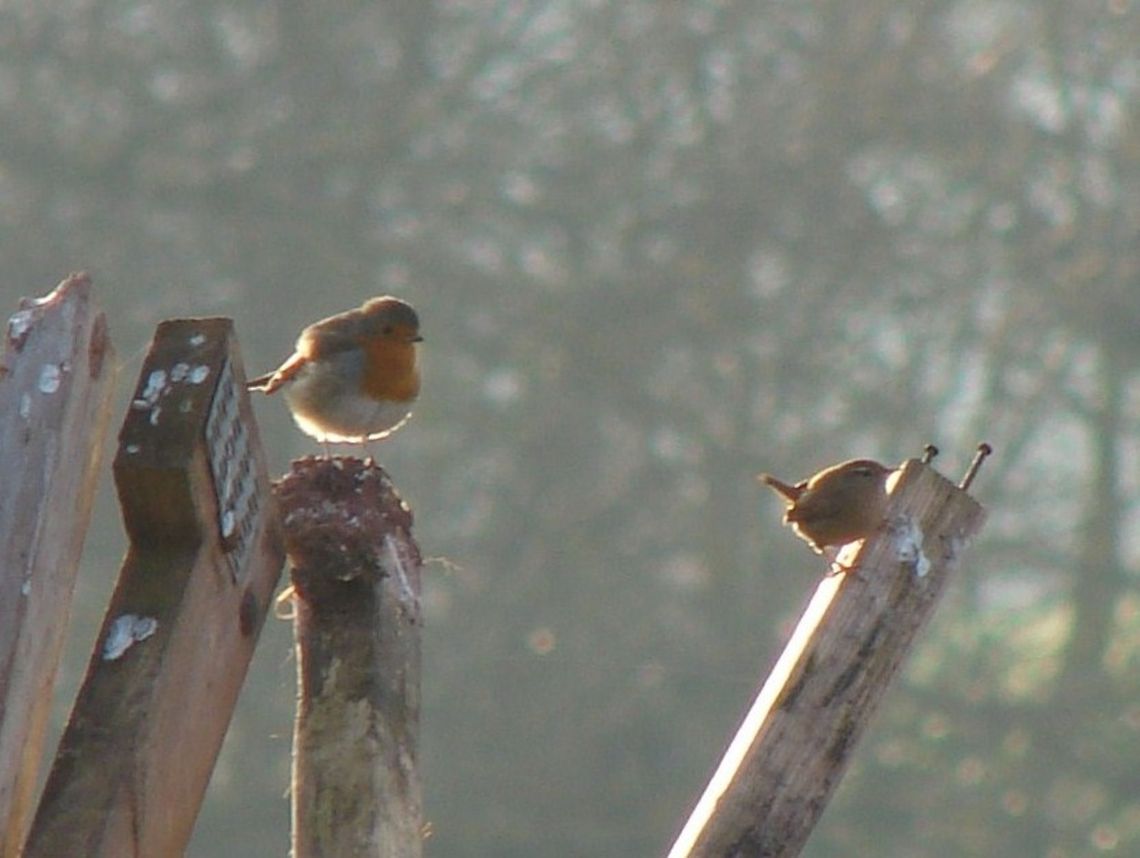 Robin (Erithacus rubecula), and Wren (Troglodytes troglodytes) A sight for sore eyes a Robin and a Wren (it did not last long as the territorial Robin soon drove the Wren away) Not a great exposure as I was looking into the sun and had to take the photo quickly! Birds,Erithacus rubecula,Eurasian Wren,European Robin,Garden Birds,Geotagged,Passerines,Troglodytes troglodytes,United Kingdom,wren