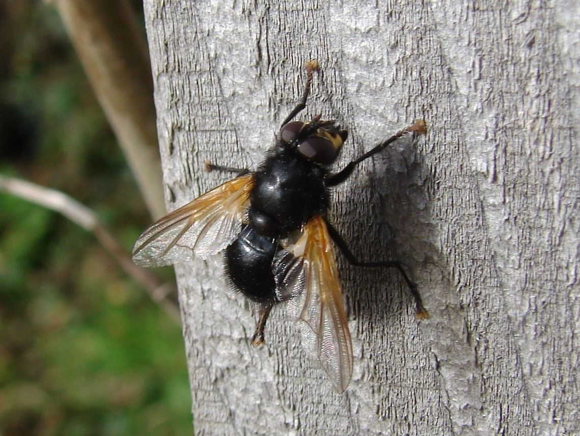 Noon Fly (Mesembrina Meridiana) This Noon Fly (Black &amp; Orange Fly) is cleaning itself on the outside of our compost toilet at Shillingford Organics! Black & Orange Fly,Geotagged,Mesembrina meridiana,Noon Fly,United Kingdom,flies