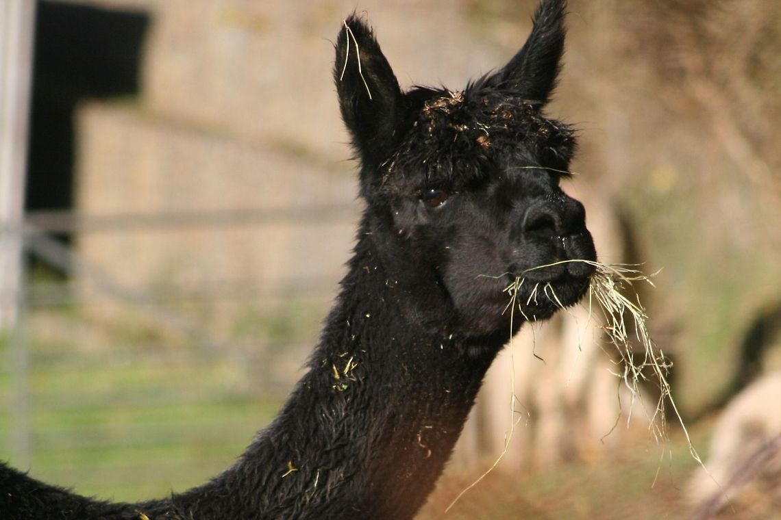 Alpaca (Vicugna Pacos) Did you know UK farmers have not stopped at just using alpacas to guard chickens, they also use them for guarding sheep as they do in Australia. Alpaca,Geotagged,United Kingdom,Vicugna pacos