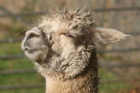 Alpaca (Vicugna Pacos) Did you know UK farmers have not stopped at just using alpacas to guard chickens, they also use them for guarding sheep as they do in Australia. I just love the silky noses they have especially the white variety! Alpaca,Geotagged,United Kingdom,Vicugna pacos