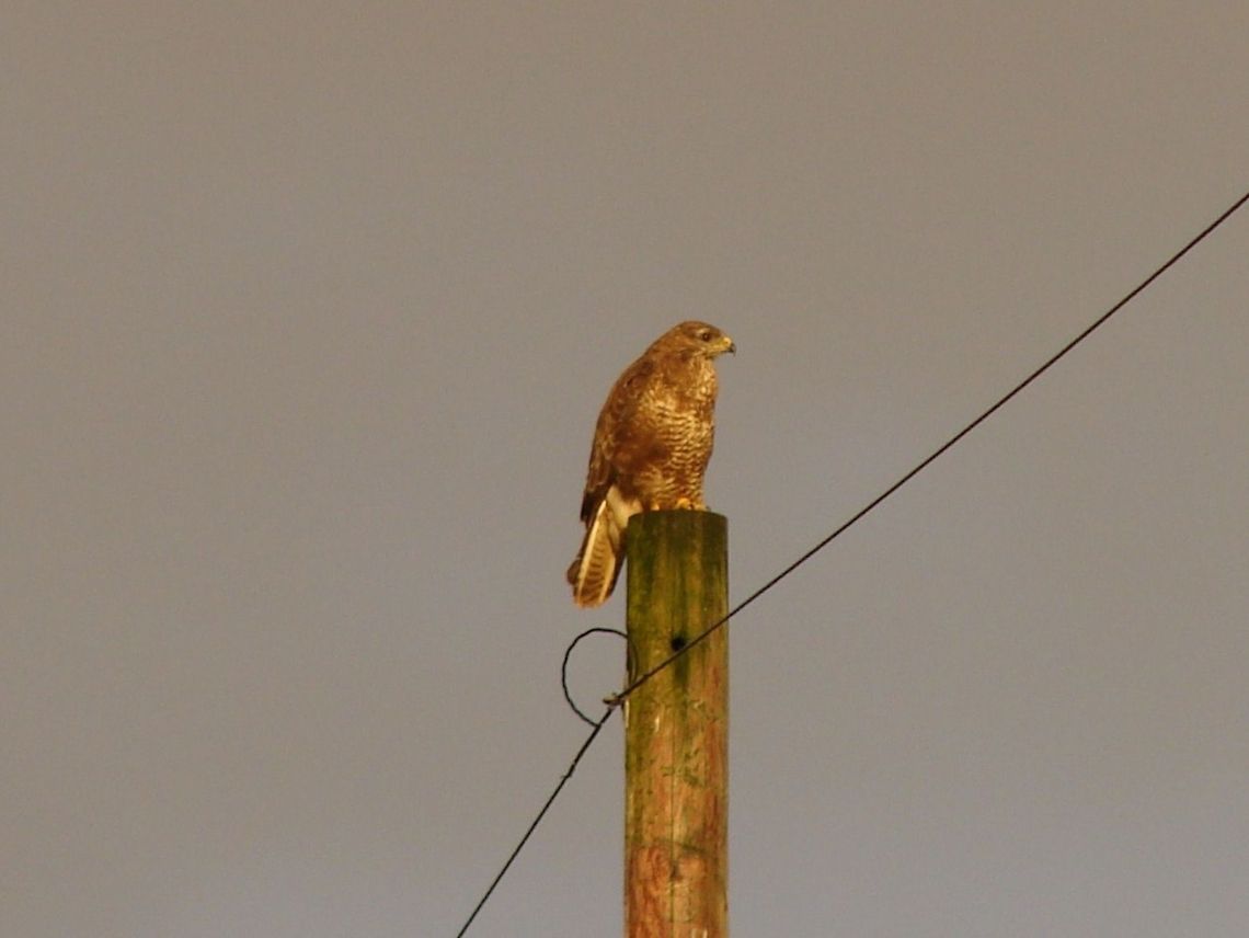 Common Buzzard (Buteo Buteo) There was an orange sky the evening this was taken giving the Buzzard a much more orangey look! Birds of Prey,Buteo buteo,Buzzards,Common Buzzard,European Buzzards,Geotagged,Hawks,United Kingdom