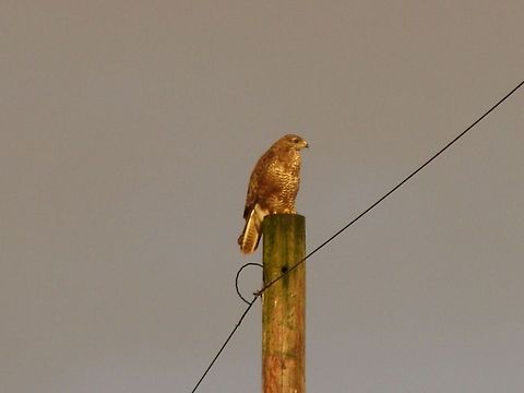 Common Buzzard (Buteo Buteo) There was an orange sky the evening this was taken giving the Buzzard a much more orangey look! Birds of Prey,Buteo buteo,Buzzards,Common Buzzard,European Buzzards,Geotagged,Hawks,United Kingdom