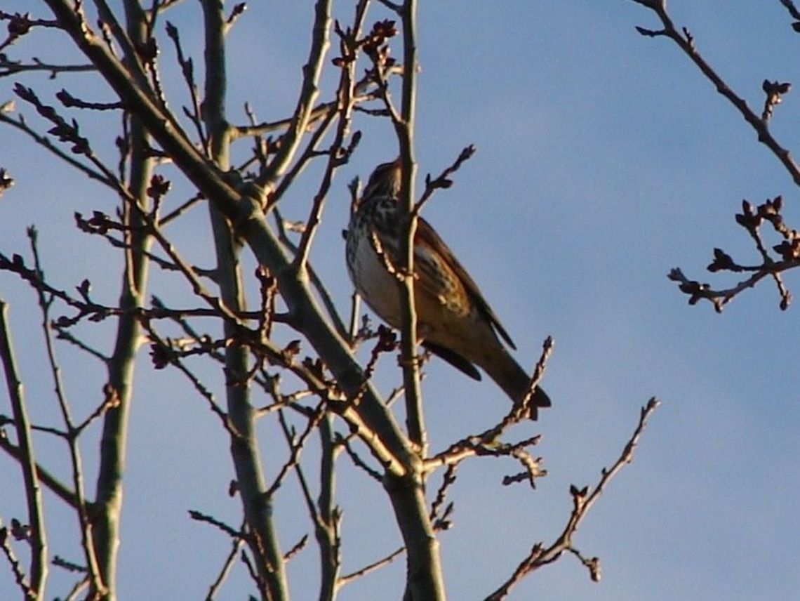 Fieldfare (Turdus Pilaris)  Saw this amazing bird today not the best shot but my first spotting of one! Birds,Fieldfare,Geotagged,True Thrushes,Turdus pilaris,United Kingdom