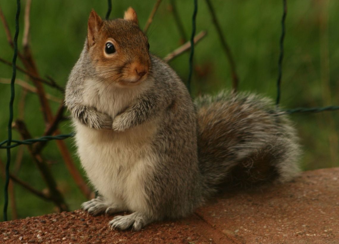 Eastern Grey Squirrel (Sciurus Carolinensis) I love this photo, I know I took it, but I love it so much! I actually took this through my sister&#039;s patio doors when they were shut!!<br />
 Eastern gray squirrel,Eurasian Grey Squirrel,Geotagged,Invasive species,Mammals,Sciurus carolinensis,United Kingdom,bushy-tailed squirrel,eastern Grey Squirrel