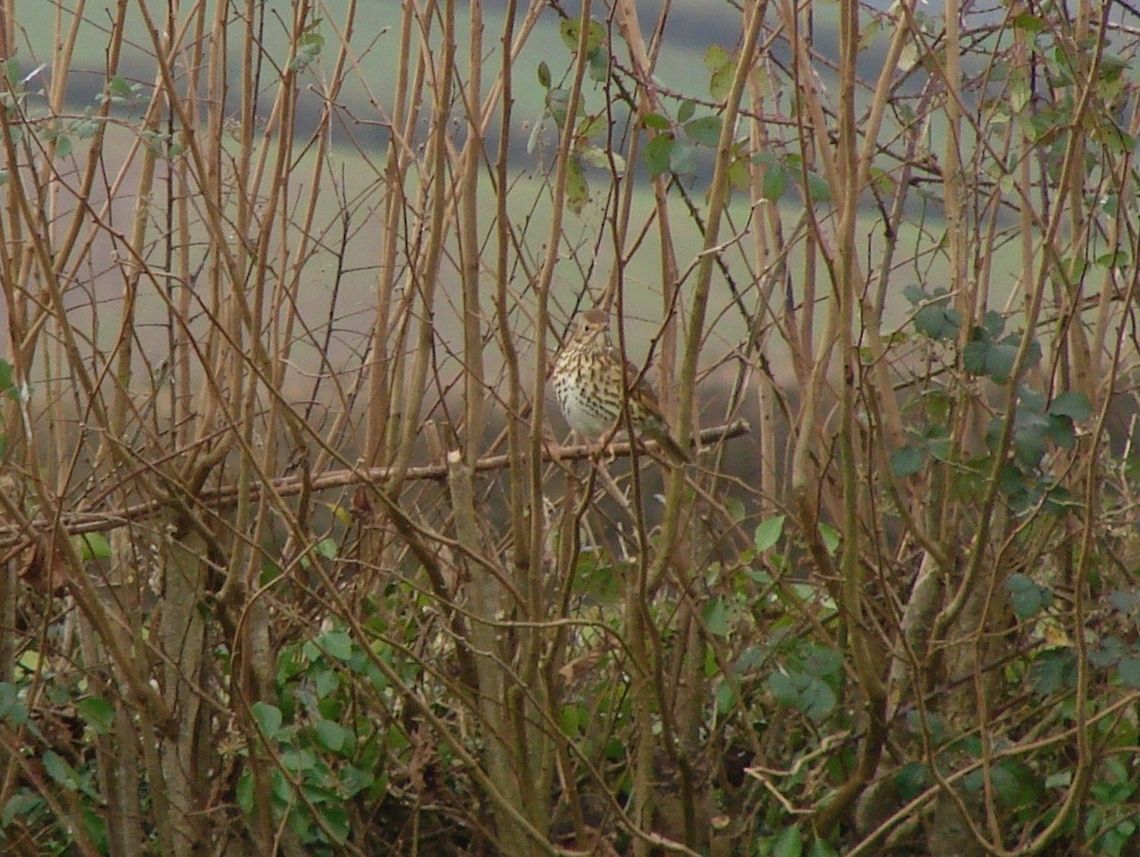 Song Thrush (Turdus philomelos) Sadly I was too far away for this shot, I could not even see him until I zoomed in after uploading it. Don&#039;t look too close!. Just below was a Robin sat on a branch but he was out of focus, it is amazing what you can photograph by just pointing and snapping! Birds,Geotagged,Song Thrush,True Thrushes,Turdus philomelos,United Kingdom