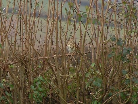 Song Thrush (Turdus philomelos) Sadly I was too far away for this shot, I could not even see him until I zoomed in after uploading it. Don't look too close!. Just below was a Robin sat on a branch but he was out of focus, it is amazing what you can photograph by just pointing and snapping! Birds,Geotagged,Song Thrush,True Thrushes,Turdus philomelos,United Kingdom