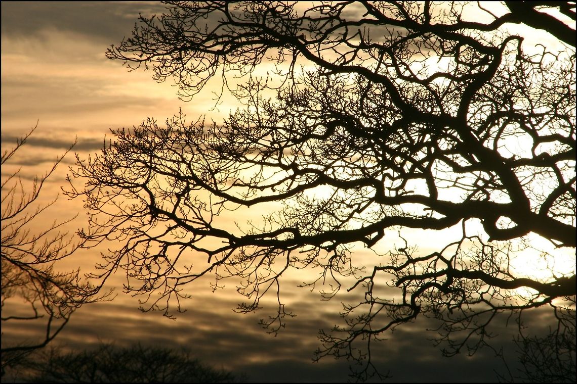Our Natural Devon No editing performed on this shot, just a border added, very pleased with this shot taken on Sunday, 13 January 2013 Chulmleigh,Countryside,Devon,Devon Countryside,Geotagged,Trees,United Kingdom,landscapes,sunset