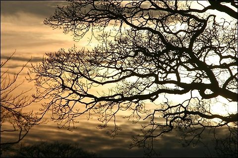 Our Natural Devon No editing performed on this shot, just a border added, very pleased with this shot taken on Sunday, 13 January 2013 Chulmleigh,Countryside,Devon,Devon Countryside,Geotagged,Trees,United Kingdom,landscapes,sunset
