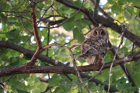 Long-eared Owl  Asio otus,Geotagged,Long-eared Owl,Romania,Summer