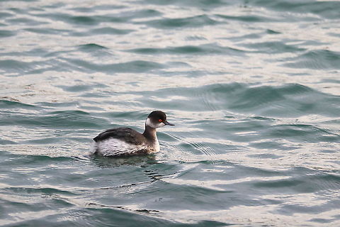 Black-Necked Grebe  Black-necked grebe,Geotagged,Podiceps nigricollis,Romania,Winter