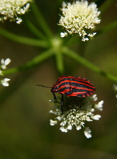 Shield Bug  Geotagged,Graphosoma,Graphosoma italicum,Minstrel Bug,Romania,Shield Bug