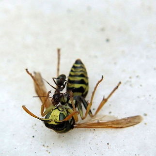 The Fight  European paper wasp,Geotagged,Polistes dominula,Romania,ant,fighting,wasp