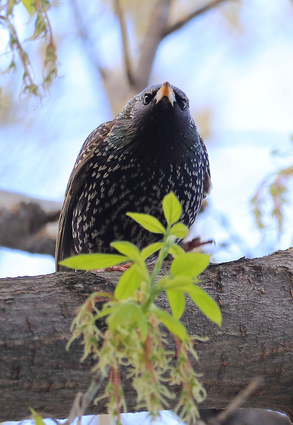 Common Starling  Common Starling,Geotagged,Romania,Spring,Sturnus vulgaris