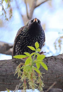 Common Starling  Common Starling,Geotagged,Romania,Spring,Sturnus vulgaris