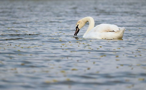 Mute Swan  Cygnus olor,Geotagged,Mute swan,Romania,Spring