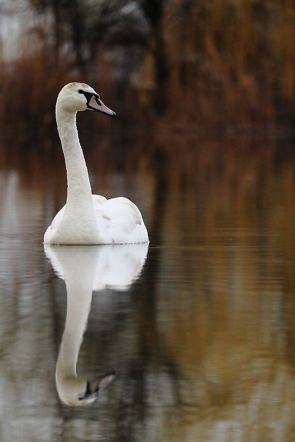 Mute Swan  Cygnus olor,Geotagged,Mute swan,Romania,Spring