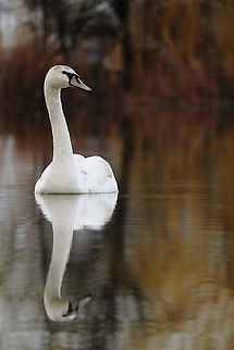 Mute Swan  Cygnus olor,Geotagged,Mute swan,Romania,Spring