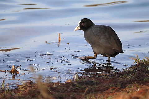 Eurasian Coot  Eurasian coot,Fulica atra,Geotagged,Romania,Winter