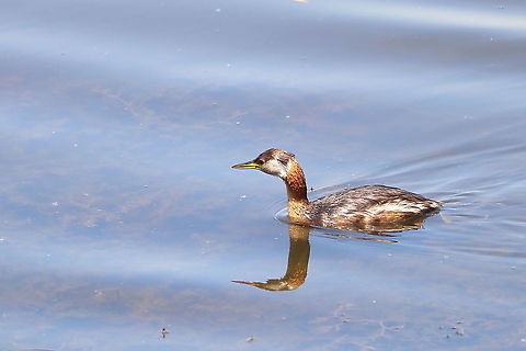 Red-necked Grebe  Geotagged,Podiceps grisegena,Red-necked Grebe,Romania,Summer