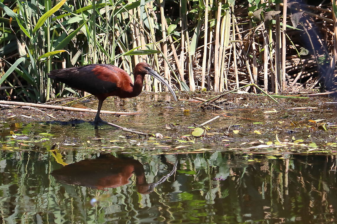 Glossy Ibis  Geotagged,Glossy Ibis,Plegadis falcinellus,Romania,Summer